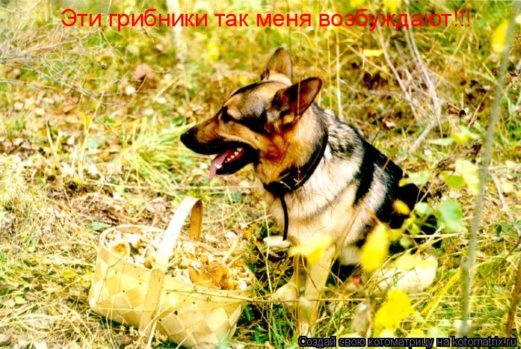 Котоматрица: Эти грибники так меня возбуждают!!!