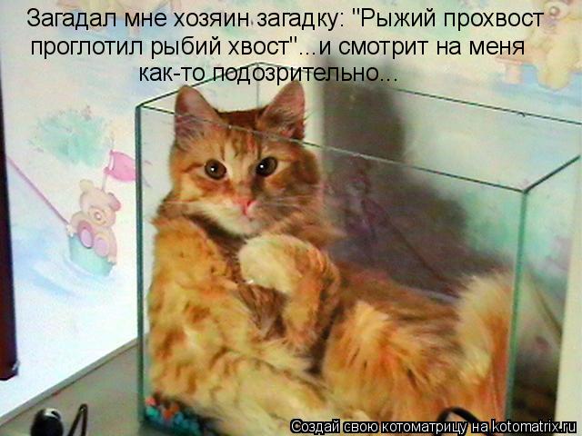 Загадал мне хозяин загадку: "Рыжий прохвост проглотил рыбий хвост"...и смотрит на меня как-то подозр... Котоматрица: Загадал мне хозяин загадку: "Рыжий прохвост проглотил рыбий хвост"...и смотрит на меня как-то подозрительно...