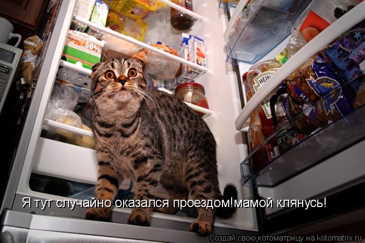 Я тут случайно оказался проездом!мамой клянусь!... Котоматрица: Я тут случайно оказался проездом!мамой клянусь!