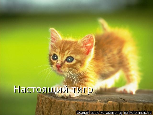 Настоящий тигр... Котоматрица: Настоящий тигр