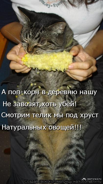 Котоматрица: А поп-корн в деревню нашу  Не завозят,хоть убей! Смотрим телик мы под хруст Натуральных овощей!!!