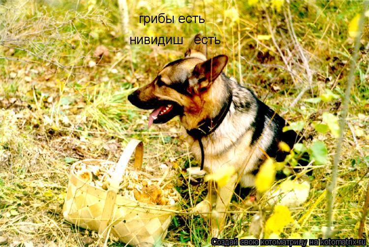 грибы есть нивидиш есть... Котоматрица: грибы есть нивидиш есть