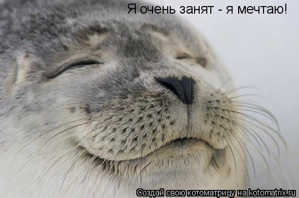 Я очень занят - я мечтаю!... Котоматрица: Я очень занят - я мечтаю!