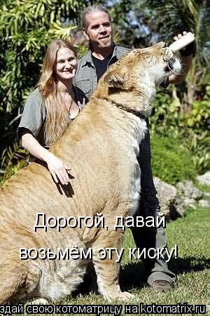 Дорогой, давай возьмём эту киску!... Котоматрица: Дорогой, давай возьмём эту киску!