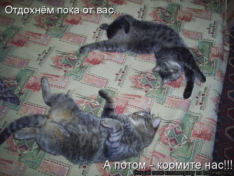 Отдохнём пока от вас... А потом - кормите нас!!!... Котоматрица: Отдохнём пока от вас... А потом - кормите нас!!!
