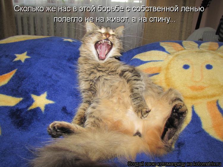 Сколько же нас в этой борьбе с собственной ленью полегло не на живот, а на спину...... Котоматрица: Сколько же нас в этой борьбе с собственной ленью полегло не на живот, а на спину...