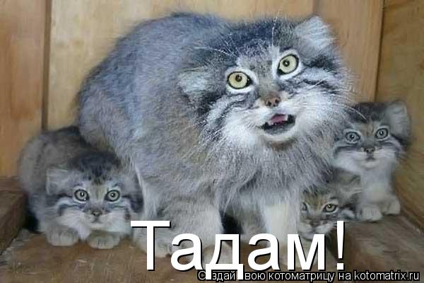 Тадам!... Котоматрица: Тадам!