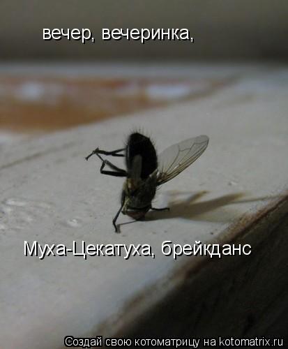 вечер, вечеринка, Муха-Цекатуха, брейкданс... Котоматрица: вечер, вечеринка, Муха-Цекатуха, брейкданс