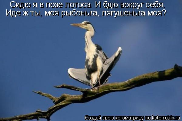 Сидю я в позе лотоса. И бдю вокруг себя. Иде ж ты, моя рыбонька, лягушенька моя?... Котоматрица: Сидю я в позе лотоса. И бдю вокруг себя. Иде ж ты, моя рыбонька, лягушенька моя?