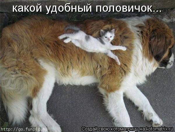 Котоматрица: какой удобный половичок...
