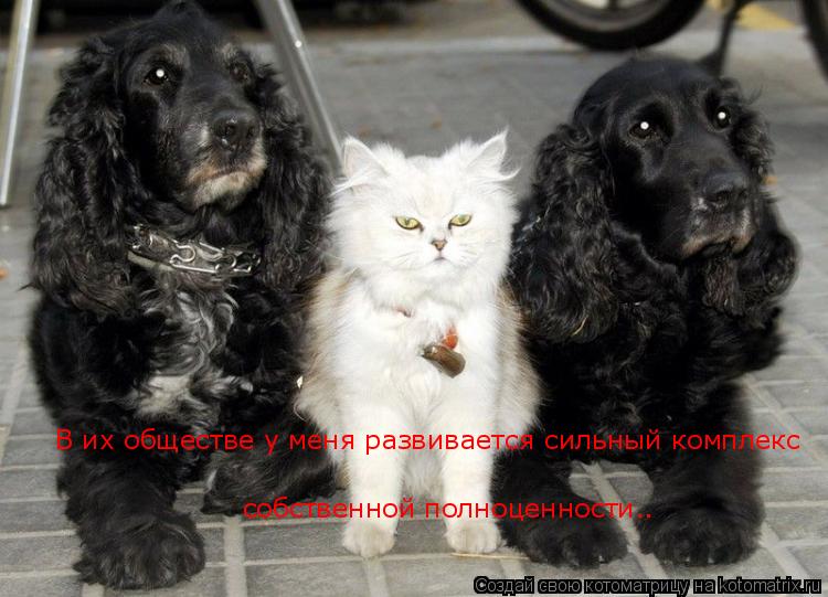Котоматрица: В их обществе у меня развивается сильный комплекс собственной полноценности..