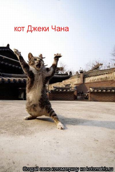Котоматрица: кот Джеки Чана