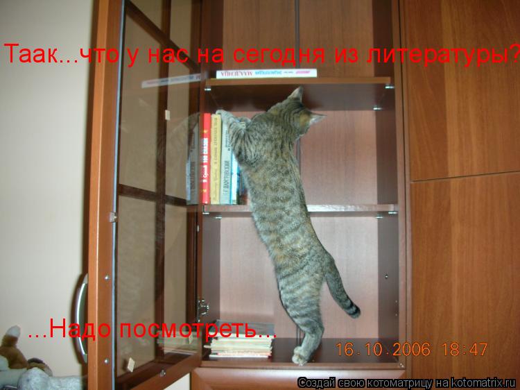 Котоматрица: Таак...что у нас на сегодня из литературы? ...Надо посмотреть...