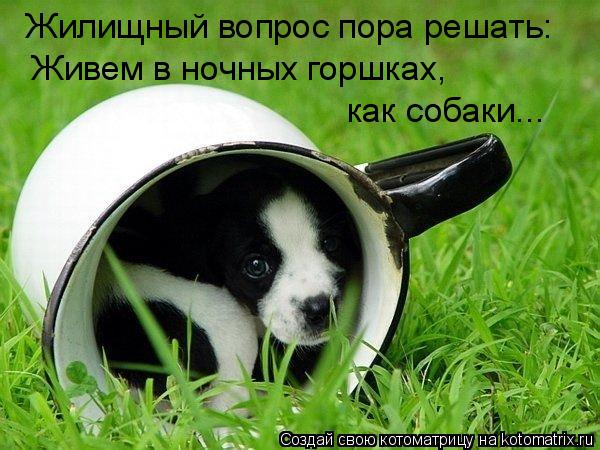 Котоматрица: Жилищный вопрос пора решать: Живем в ночных горшках, как собаки...