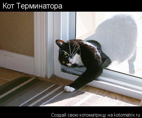 Котоматрица: Кот Терминатора