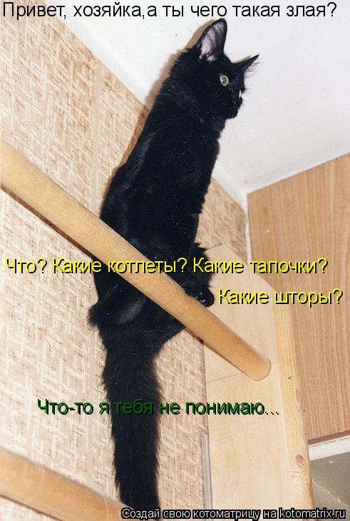 Привет, хозяйка,а ты чего такая злая? Что? Какие котлеты? Какие тапочки? Какие шторы? Что-то я тебя н... Котоматрица: Привет, хозяйка,а ты чего такая злая? Что? Какие котлеты? Какие тапочки? Какие шторы? Что-то я тебя не понимаю...