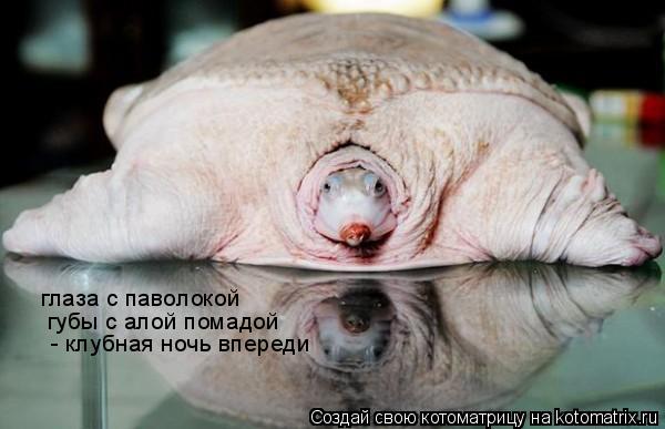 глаза с паволокой губы с алой помадой - клубная ночь впереди... Котоматрица: глаза с паволокой губы с алой помадой - клубная ночь впереди