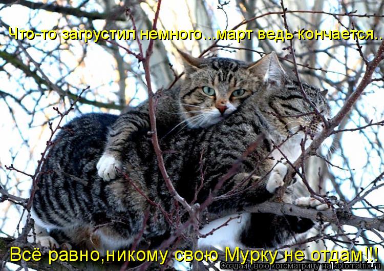Всё равно,никому свою Мурку не отдам!!! Что-то загрустил немного...март ведь кончается...... Котоматрица: Всё равно,никому свою Мурку не отдам!!! Что-то загрустил немного...март ведь кончается...
