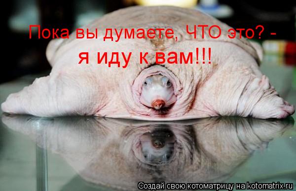 Пока вы думаете, ЧТО это? - я иду к вам!!!... Котоматрица: Пока вы думаете, ЧТО это? - я иду к вам!!!