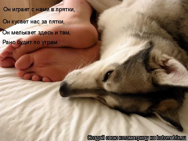 Он играет с нами в прятки, Он кусает нас за пятки, Он мелькает здесь и там, Рано будит по утрам.... Котоматрица: Он играет с нами в прятки, Он кусает нас за пятки, Он мелькает здесь и там, Рано будит по утрам.