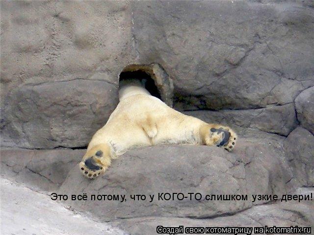 Котоматрица: Это всё потому, что у КОГО-ТО слишком узкие двери!