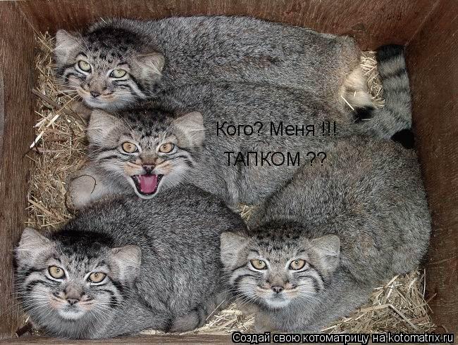 Котоматрица: Кого? Меня !!!  ТАПКОМ ??