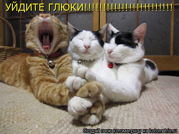 Котоматрица: УЙДИТЕ ГЛЮКИ!!!!!!!!!!!!!!!!!!!!!!!!