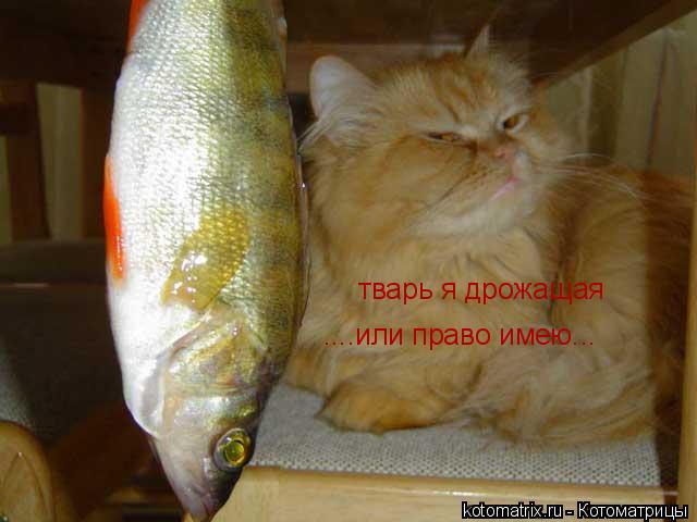 Котоматрица: тварь я дрожащая ....или право имею...
