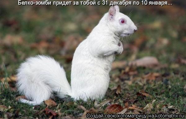 Белко-зомби придет за тобой с 31 декабря по 10 января...... Котоматрица: Белко-зомби придет за тобой с 31 декабря по 10 января...