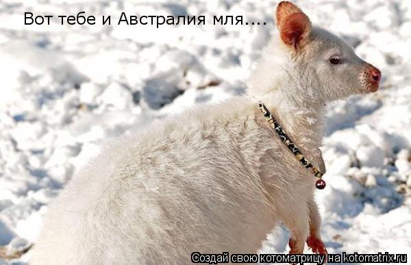 Котоматрица: Вот тебе и Австралия мля....
