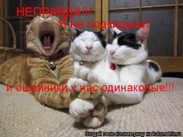 Котоматрица: НЕПРАВДА!!! Я не подкидыш! и ошейники у нас одинаковые!!!