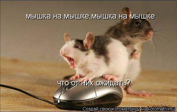 Котоматрица: мышка на мышке,мышка на мышке что от них ожидать?