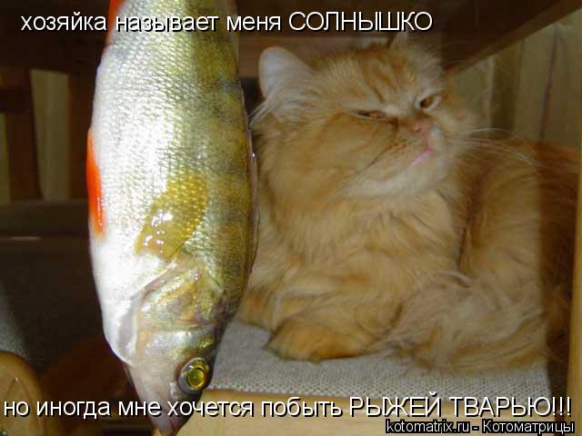 хозяйка называет меня СОЛНЫШКО но иногда мне хочется побыть РЫЖЕЙ ТВАРЬЮ!!!... Котоматрица: хозяйка называет меня СОЛНЫШКО но иногда мне хочется побыть РЫЖЕЙ ТВАРЬЮ!!!