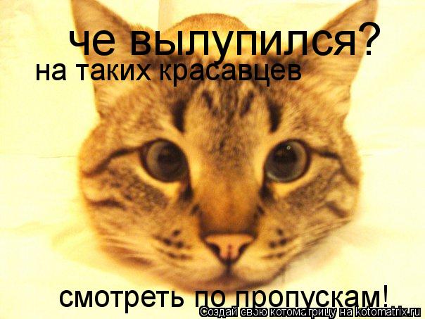 че вылупился? на таких красавцев смотреть по пропускам!... Котоматрица: че вылупился? на таких красавцев смотреть по пропускам!
