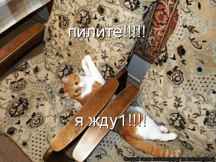 пилите!!!!! я жду1!!!!... Котоматрица: пилите!!!!! я жду1!!!!