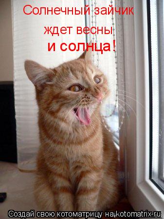 Солнечный зайчик ждет весны и солнца!... Котоматрица: Солнечный зайчик ждет весны и солнца!