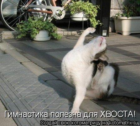 Гимнастика полезна для ХВОСТА!... Котоматрица: Гимнастика полезна для ХВОСТА!