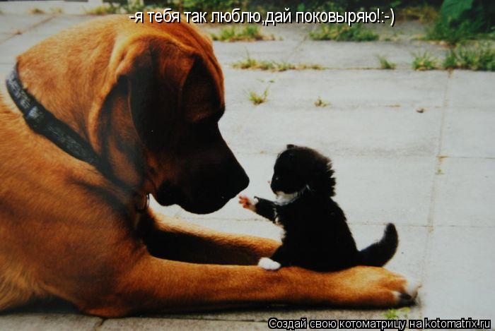 -я тебя так люблю,дай поковыряю!:-)... Котоматрица: -я тебя так люблю,дай поковыряю!:-)