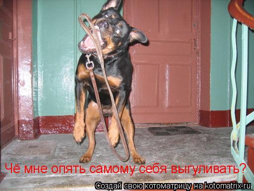 Чё мне опять самому себя выгуливать?... Котоматрица: Чё мне опять самому себя выгуливать?