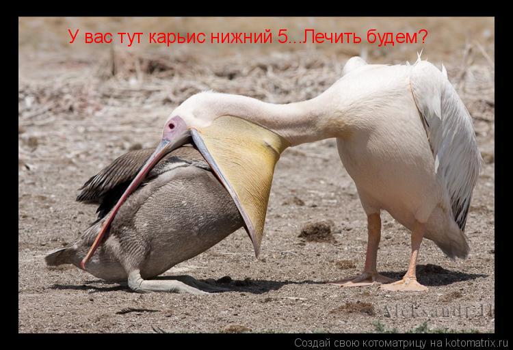 У вас тут карьис нижний 5...Лечить будем?... Котоматрица: У вас тут карьис нижний 5...Лечить будем?