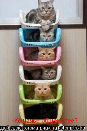 -Кошачье общежитее?... Котоматрица: -Кошачье общежитее?