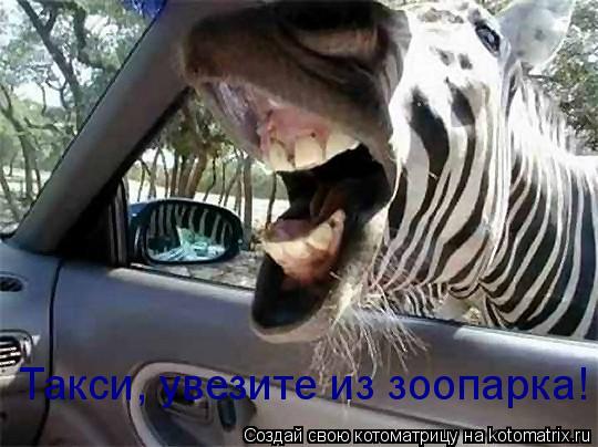 Такси, увезите из зоопарка!... Котоматрица: Такси, увезите из зоопарка!