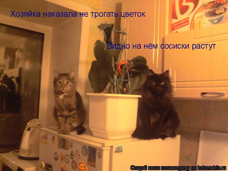 Хозяйка наказала не трогать цветок Видно на нём сосиски растут... Котоматрица: Хозяйка наказала не трогать цветок Видно на нём сосиски растут