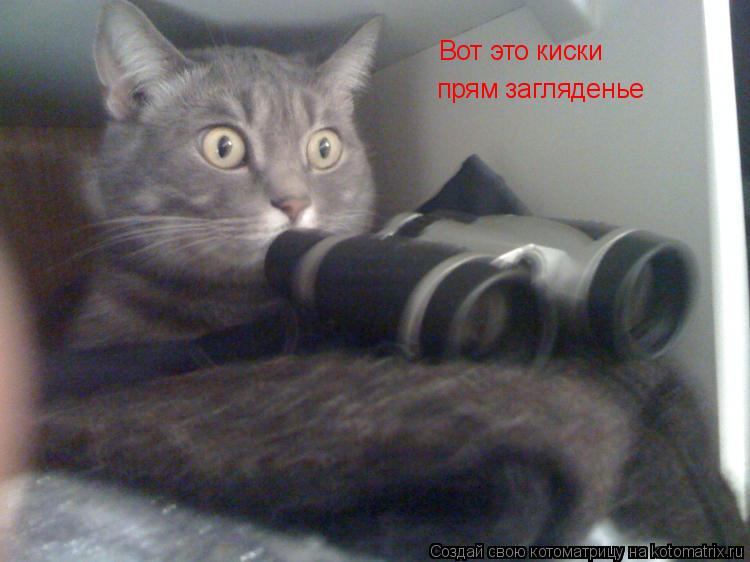 Вот это киски прям загляденье... Котоматрица: Вот это киски прям загляденье