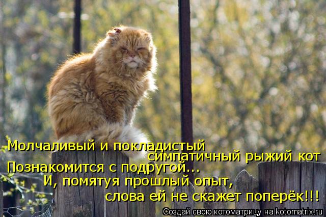 Котоматрица: Молчаливый и покладистый  симпатичный рыжий кот  слова ей не скажет поперёк!!! Познакомится с подругой... И, помятуя прошлый опыт,