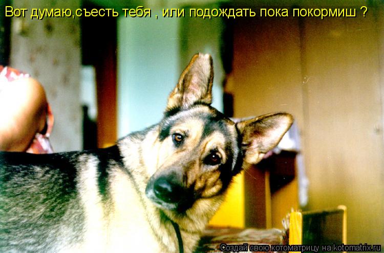 Вот думаю,съесть тебя , или подождать пока покормиш ?... Котоматрица: Вот думаю,съесть тебя , или подождать пока покормиш ?