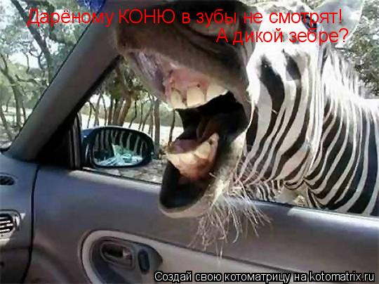 Дарёному КОНЮ в зубы не смотрят! А дикой зебре?... Котоматрица: Дарёному КОНЮ в зубы не смотрят! А дикой зебре?