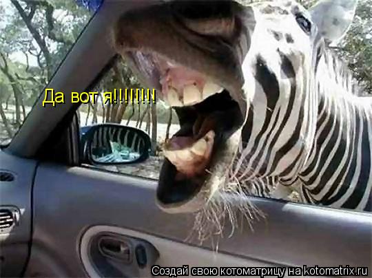 Да вот я!!!!!!!!... Котоматрица: Да вот я!!!!!!!!