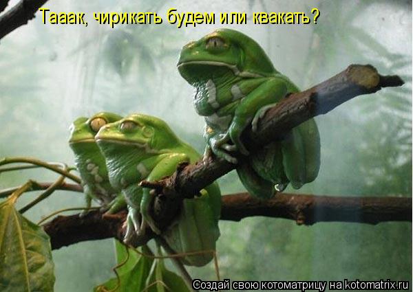 Тааак, чирикать будем или квакать?... Котоматрица: Тааак, чирикать будем или квакать?