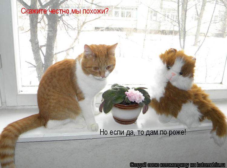 Скажите честно,мы похожи? Но если да, то дам по роже!... Котоматрица: Скажите честно,мы похожи? Но если да, то дам по роже!